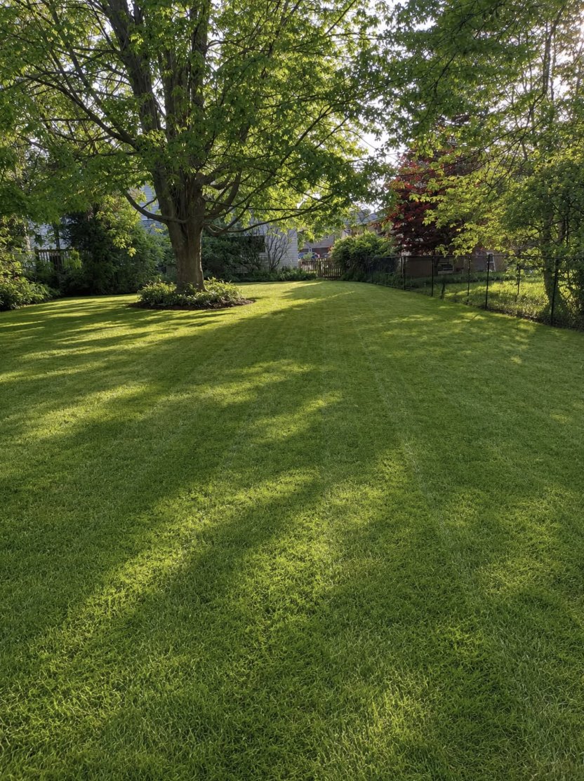 Lush, healthy backyard lawn maintained by Lawngrove